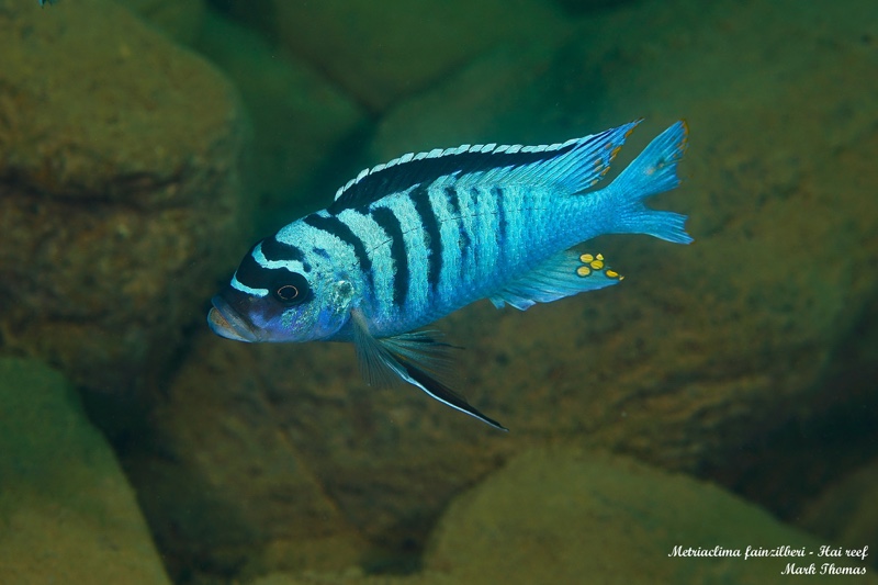 Maylandia fainzilberi 'Hai Reef'